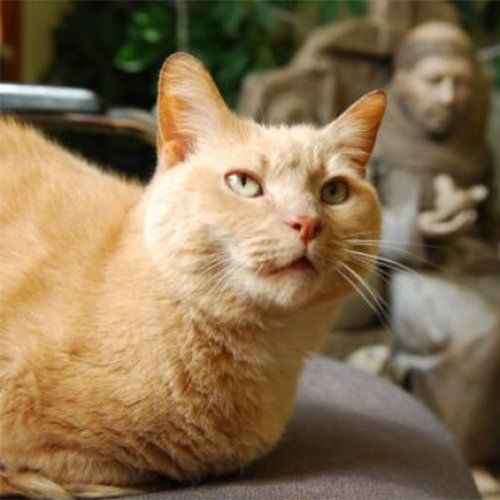 Celery the cat