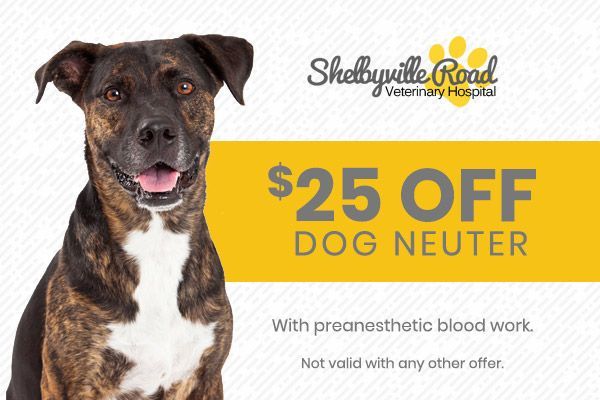 Black dog beside $25 off dog neuter clinic promo with Skelawville Road Veterinary Hospital logo
