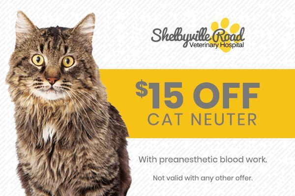 Brown tabby cat beside yellow ad for $15 off cat neuter at Shelbyville Road Veterinary Hospital