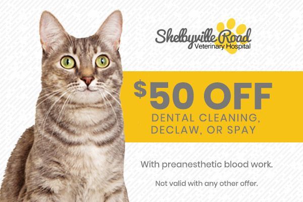 Cat beside veterinary ad for $50 off dental cleaning, declaw, or spay at Sheltonville Road Veterinary Hospital