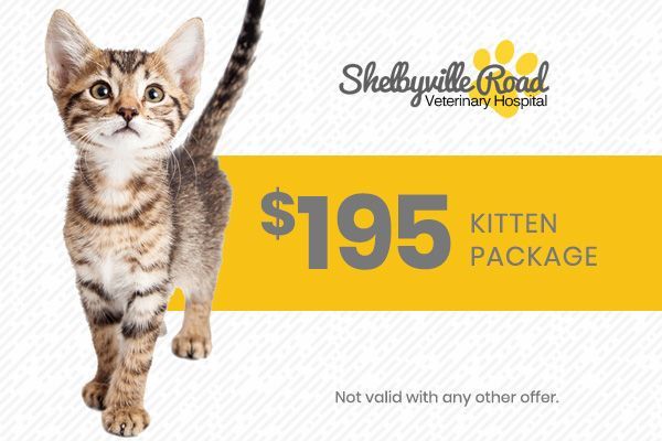 Gray kitten beside “$195 Kitten Package” ad for Shelbyville Road Veterinary Hospital, with note “Not valid with any other offer.”