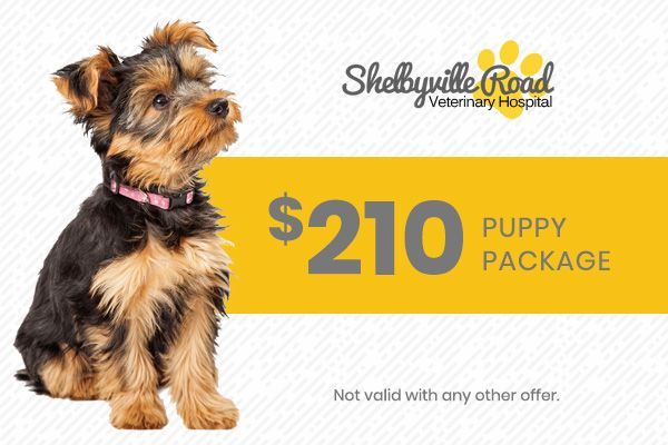 Yorkshire terrier beside $210 puppy package ad for Shelburne Road Veterinary Services