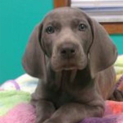 small brown dog