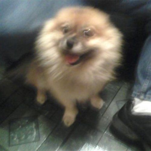 Dude the dog