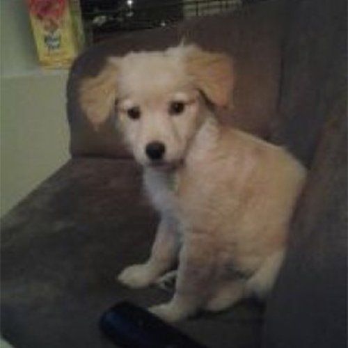 Ellie the dog
