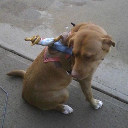 Miss Priss the dog