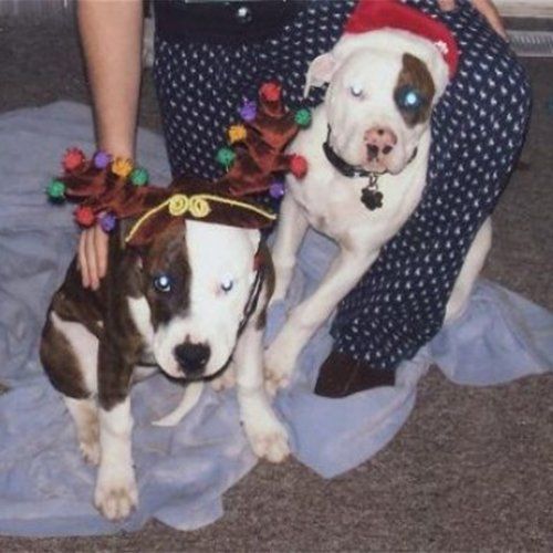 two pit bulls
