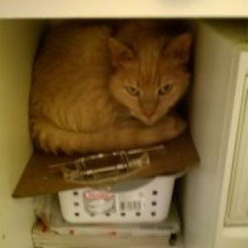 small orange cat