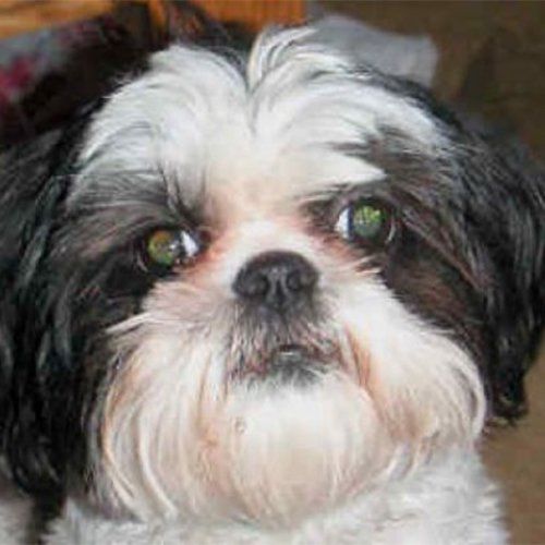 Toby the dog