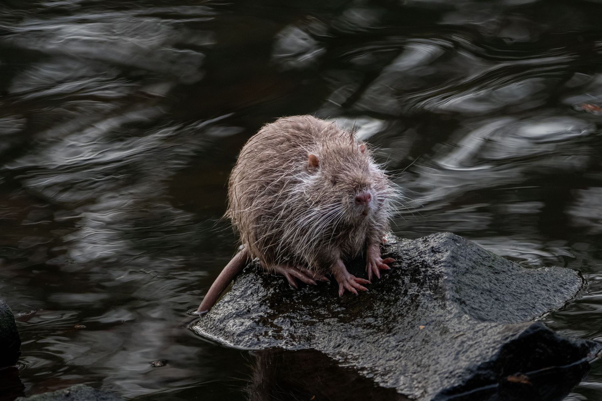 Small brown rodent sitting on a rock in dark water
