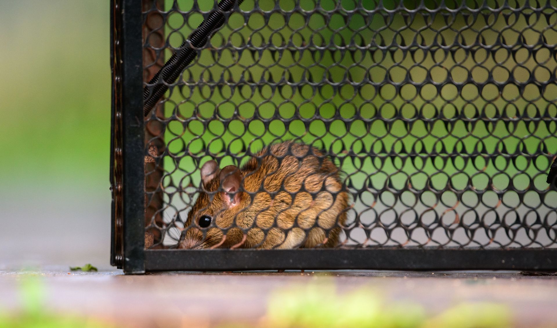 Small brown rodent curled up beside a wire mesh gate on wet pavement outdoors