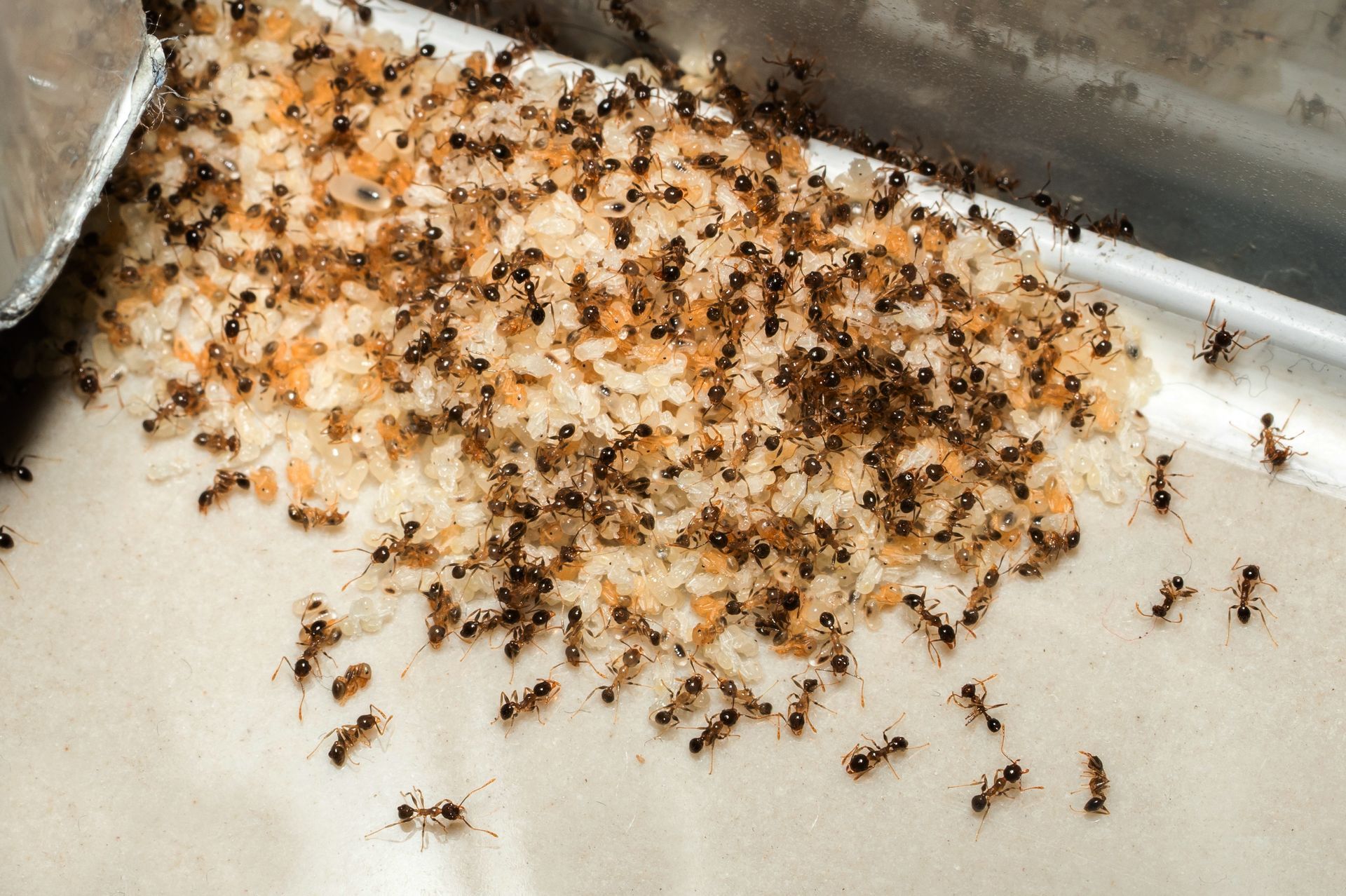 Cluster of ants gathered on a white surface near a metal edge, with scattered food crumbs nearby