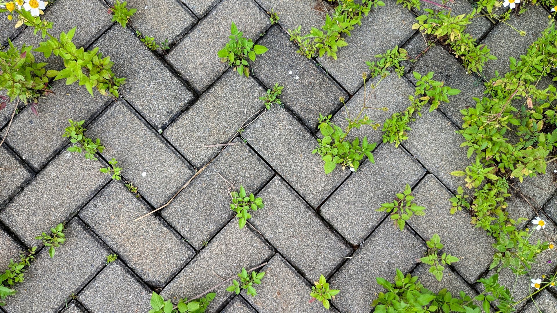 Gray interlocking pavers with scattered green weeds growing between the bricks.