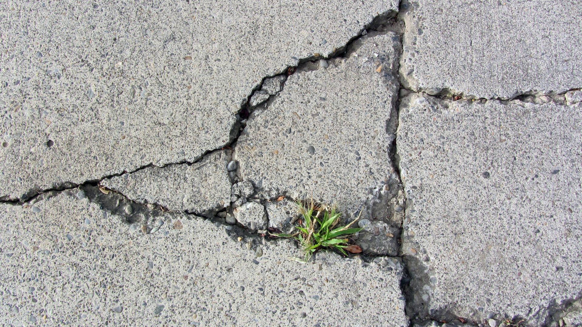 Cracked gray pavement with a small green weed growing through the裂缝