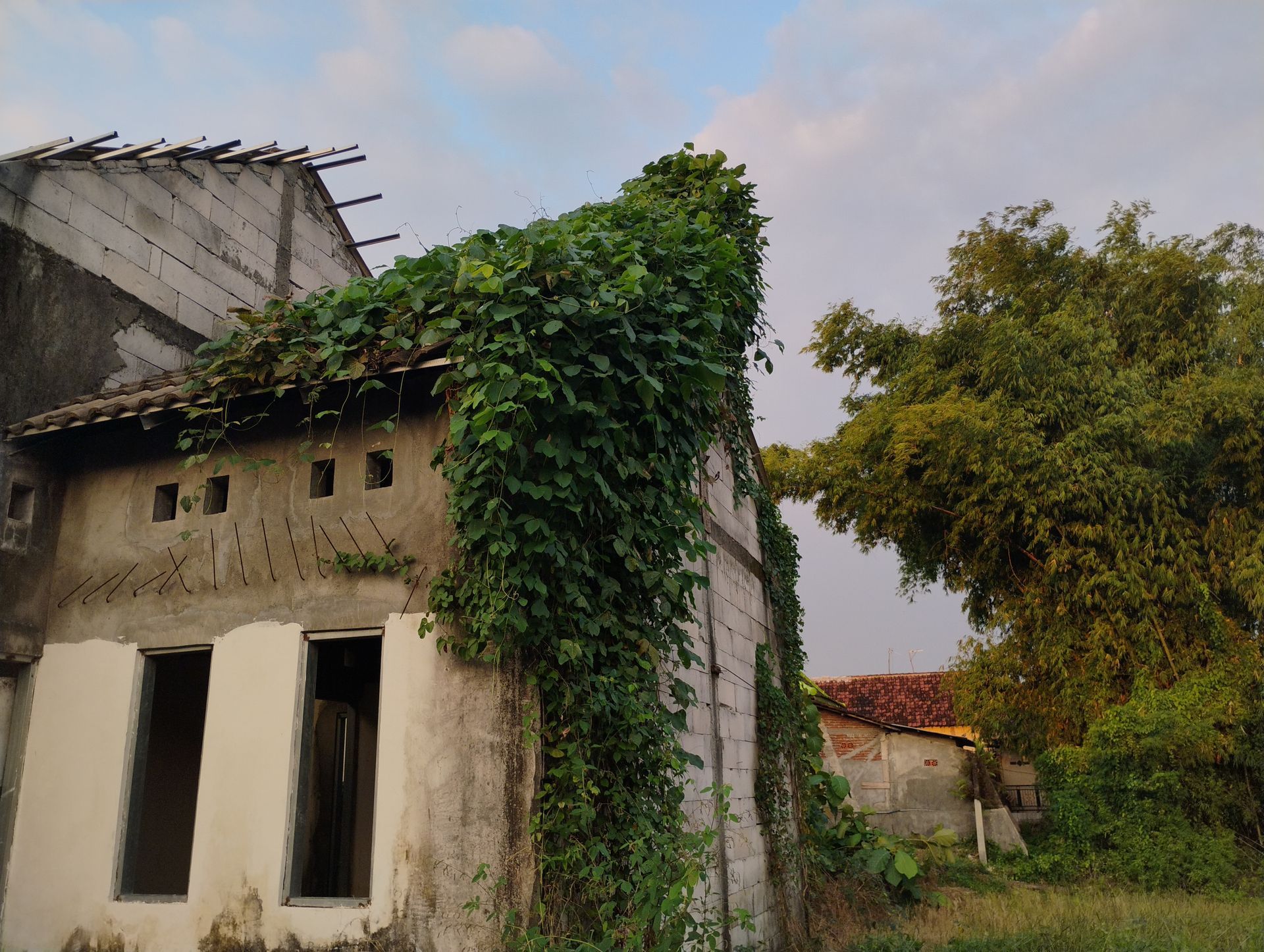 Old house with white walls and ivy-covered roof beside a tree under a cloudy sky