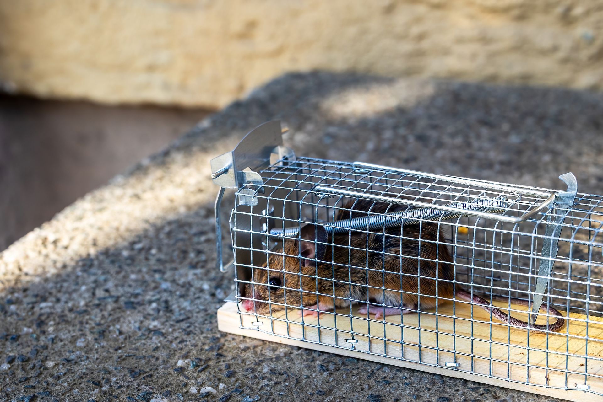Small animal trap cage on the ground with a mouse inside