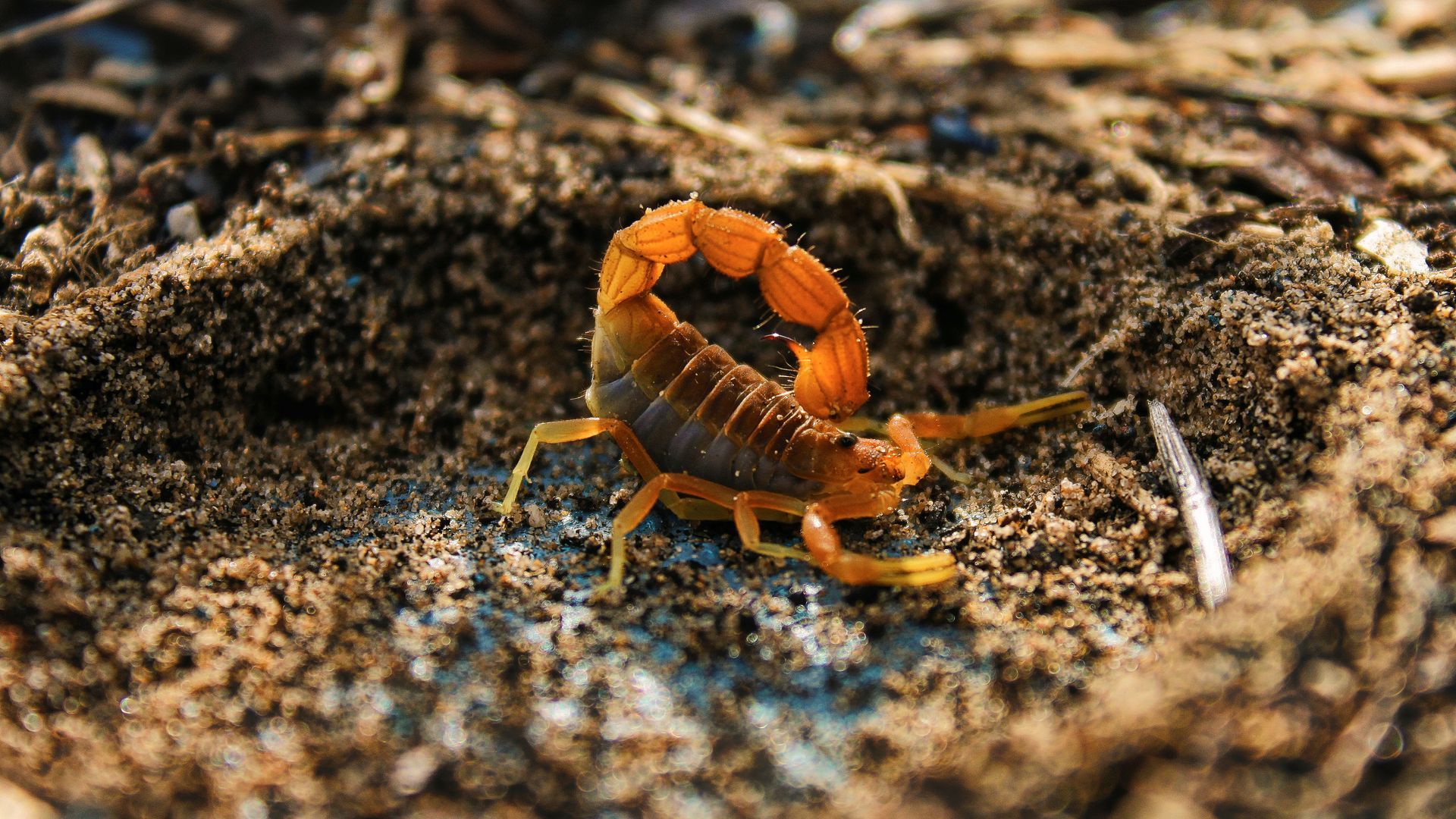 Orange and brown scorpion on soil, curled with raised tail in a dirt burrow
