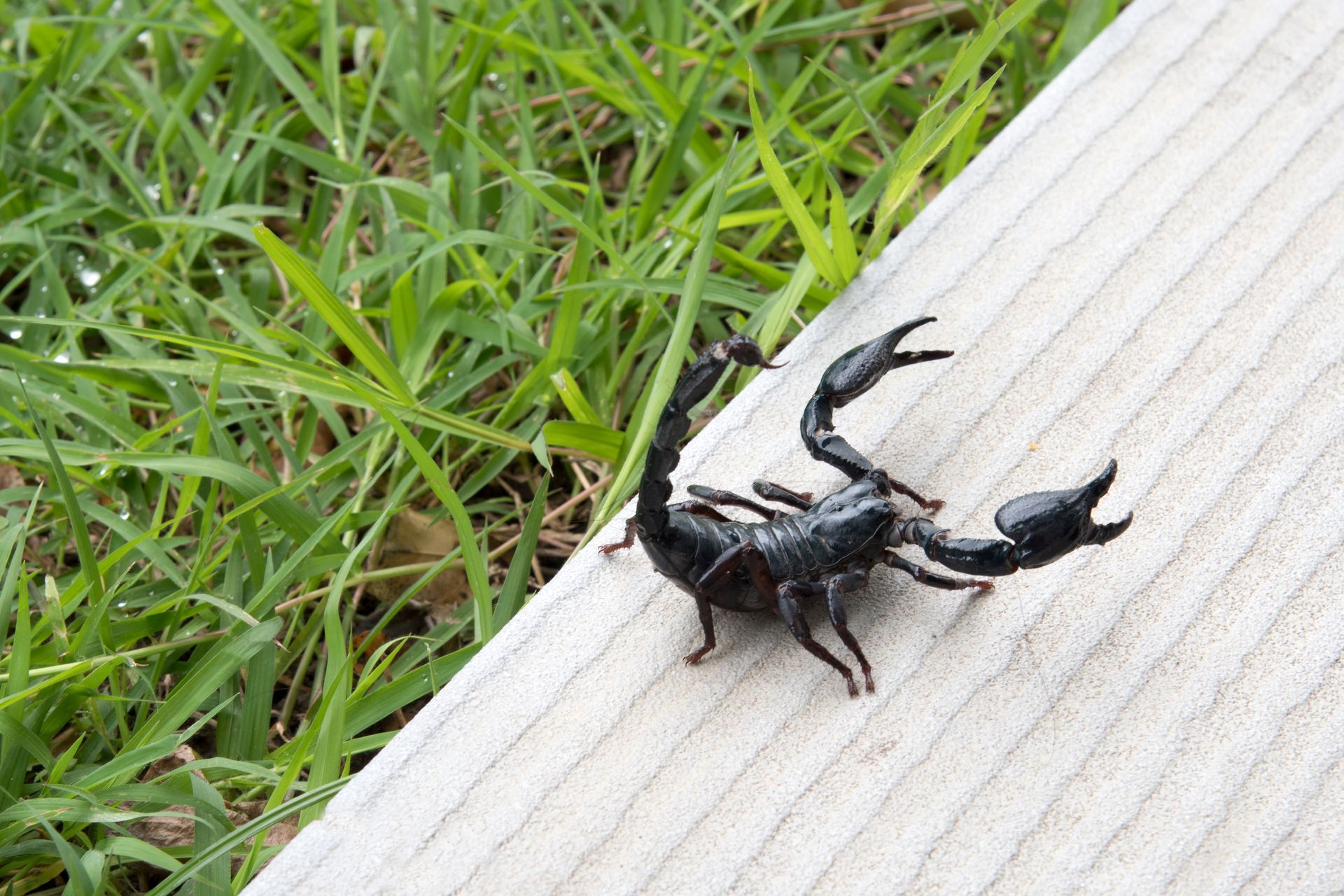 Black scorpion on a light wooden surface beside green grass