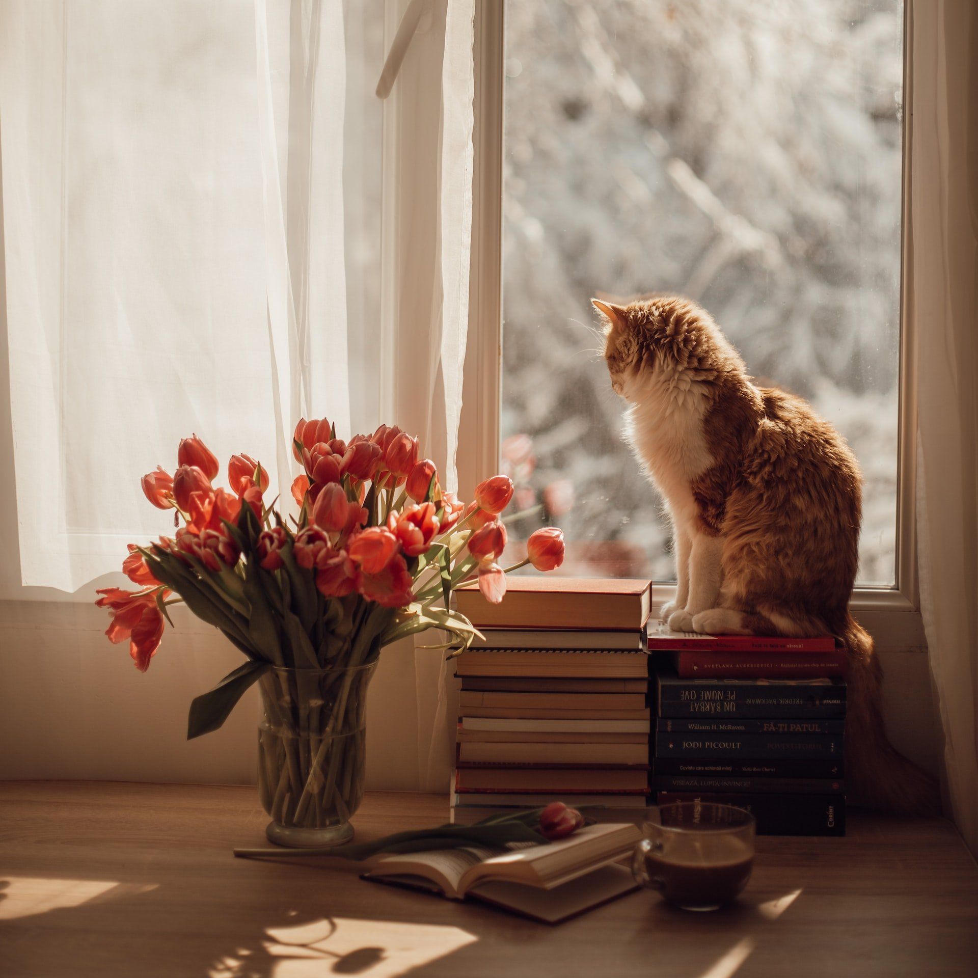 Tulpen in een vaas en een kat in het raam