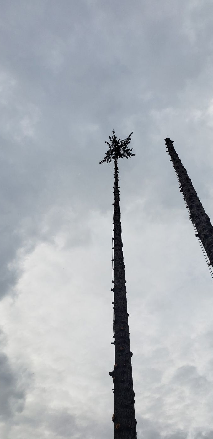 Two tall palm trees silhouetted against a cloudy gray sky