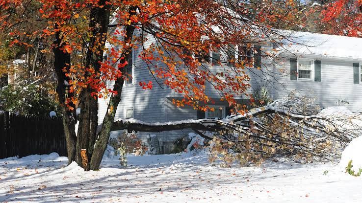 Snow-covered yard with a tree of orange leaves beside a white house in winter