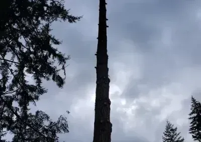 Tall bare tree trunk silhouetted against a cloudy gray sky, framed by dark tree branches.