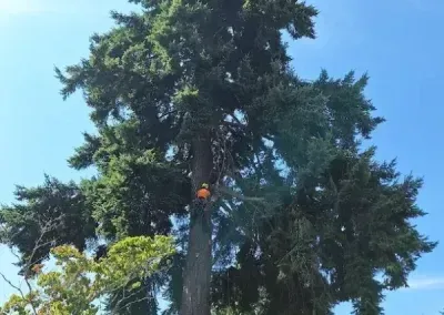 Tall tree with a person climbing near the trunk against a bright blue sky