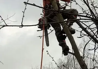 Worker pruning a tree from a rope harness among bare branches, wearing dark gear and a red strap.
