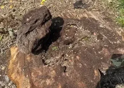 Dark brown rocks on dry, grassy ground outdoors