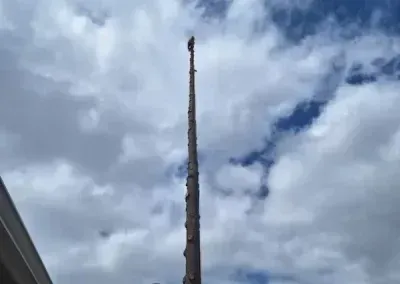 Tall bare tree trunk against a cloudy blue sky, with building edges at the lower left and right sides