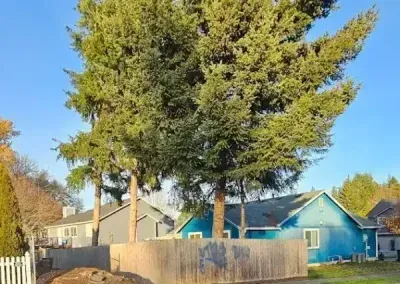 Large evergreen tree beside a wooden fence and houses under a clear blue sky