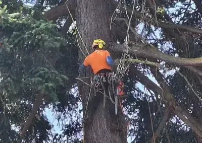 Arborist in orange jacket and yellow helmet working high in a tree with climbing gear