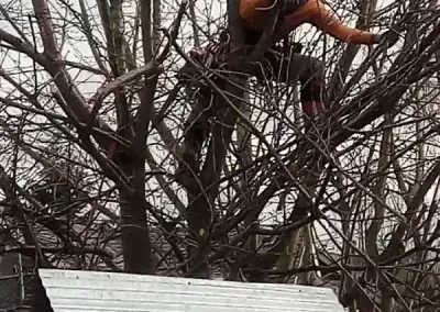 Cat perched in bare tree branches above a white roofline