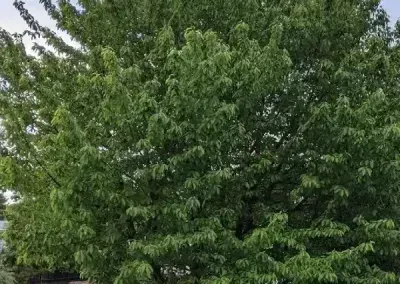 Dense green leafy tree canopy filling the frame