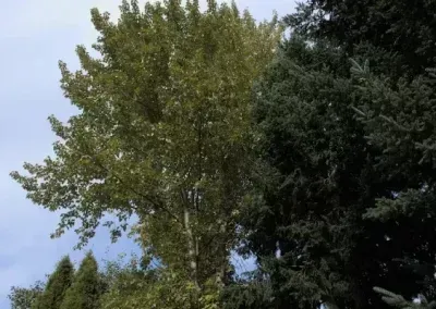Tall green tree beside a darker evergreen against a partly cloudy sky
