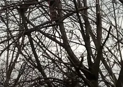 Dense bare tree branches tangled against a gray sky