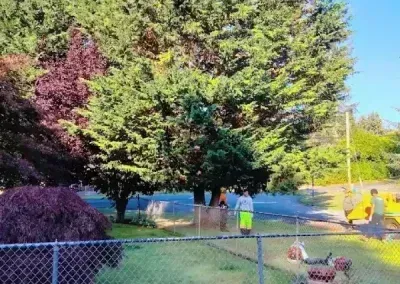 Two workers in neon vests trimming a large tree in a fenced yard on a sunny day