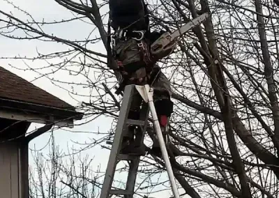 Person standing on a ladder trimming tree branches near a house