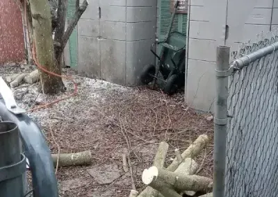 Backyard with chain-link fence, tree trunk, and cut logs scattered on the ground