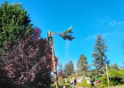 Tree worker trimming a tall tree beside a house under a bright blue sky