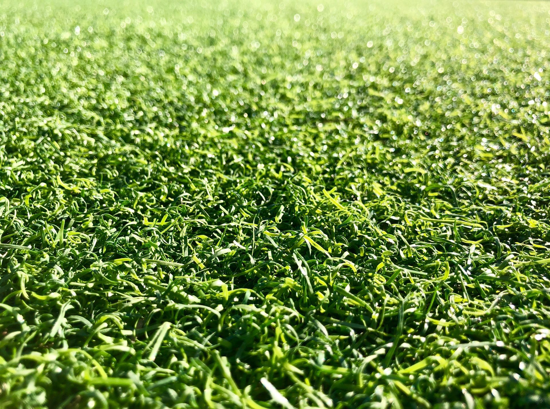 Residential Artificial Turf Cleaning, Commercial Artificial Turf Cleaning, Artificial Turf Cleaning Company Near Me, Artificial Turf Cleaning Services, Houston, Artificial Turf Cleaning, Hunters Creek Village Artificial Turf Cleaning, Katy, Artificial Turf Cleaning, West University Place Artificial Turf Cleaning, Tomball Artificial Turf Cleaning, Louetta Artificial Turf Cleaning, Spring Artificial Turf Cleaning, Westfield Artificial Turf Cleaning, Humble Artificial Turf Cleaning, Porter Artificial Turf Cleaning, Cypress Artificial Turf Cleaning, Sugar Land Artificial Turf Cleaning, Fresno Artificial Turf Cleaning, Pearland Artificial Turf Cleaning, Pasadena Artificial Turf Cleaning, Friendswood Artificial Turf Cleaning, Artificial Turf Cleaning For Pets, Artificial Turf Cleaning For Debris, Artificial Turf Restoration Services, Artificial Turf Re-seam Services, Artificial Turf Infill and Brush Services, Artificial Turf Fading Protection Services, Artificial Turf Resurfacing Services, Artificial Grass Cleaning, Artificial Grass Cleaning Company Near Me, Artificial Grass Cleaning Services, Houston Artificial Grass Cleaning, Hunters Creek Village Artificial Grass Cleaning, Katy Artificial Grass Cleaning, West University Place Artificial Grass Cleaning, Tomball Artificial Grass Cleaning, Louetta Artificial Grass Cleaning, Spring Artificial Grass Cleaning, Westfield Artificial Grass Cleaning, Humble Artificial Grass Cleaning, Porter Artificial Grass Cleaning, Cypress Artificial Grass Cleaning, Sugar Land Artificial Grass Cleaning, Fresno Artificial Grass Cleaning, Pearland Artificial Grass Cleaning, Pasadena Artificial Grass Cleaning, Friendswood Artificial Grass Cleaning, Artificial Grass Cleaning For Pets, Artificial Grass Cleaning For Debris, Artificial Grass Restoration Services, Artificial Grass Re-seam Services, Artificial Grass Infill and Brush Services, Artificial Grass Fading Protection Services, Artificial Grass Resurfacing Services, Houston TX, River Oaks Houston TX, Memorial Park Houston TX, Montrose Houston TX, Houston Heights Houston TX, Hunters Creek Village TX, Katy TX, West University Place TX, Tomball TX, Louetta TX, Spring TX, Westfield TX, Humble TX, Porter TX, Cypress TX, Sugar Land TX, Fresno TX, Pearland TX, Pasadena TX, Friendswood TX