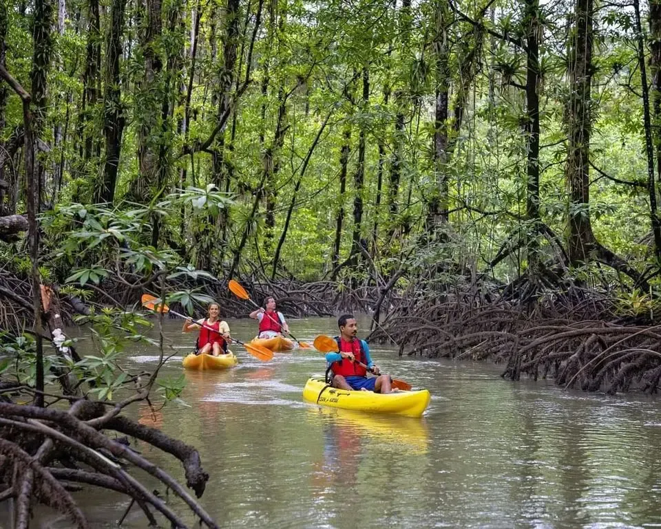 People kayaking through a mangrove forest.