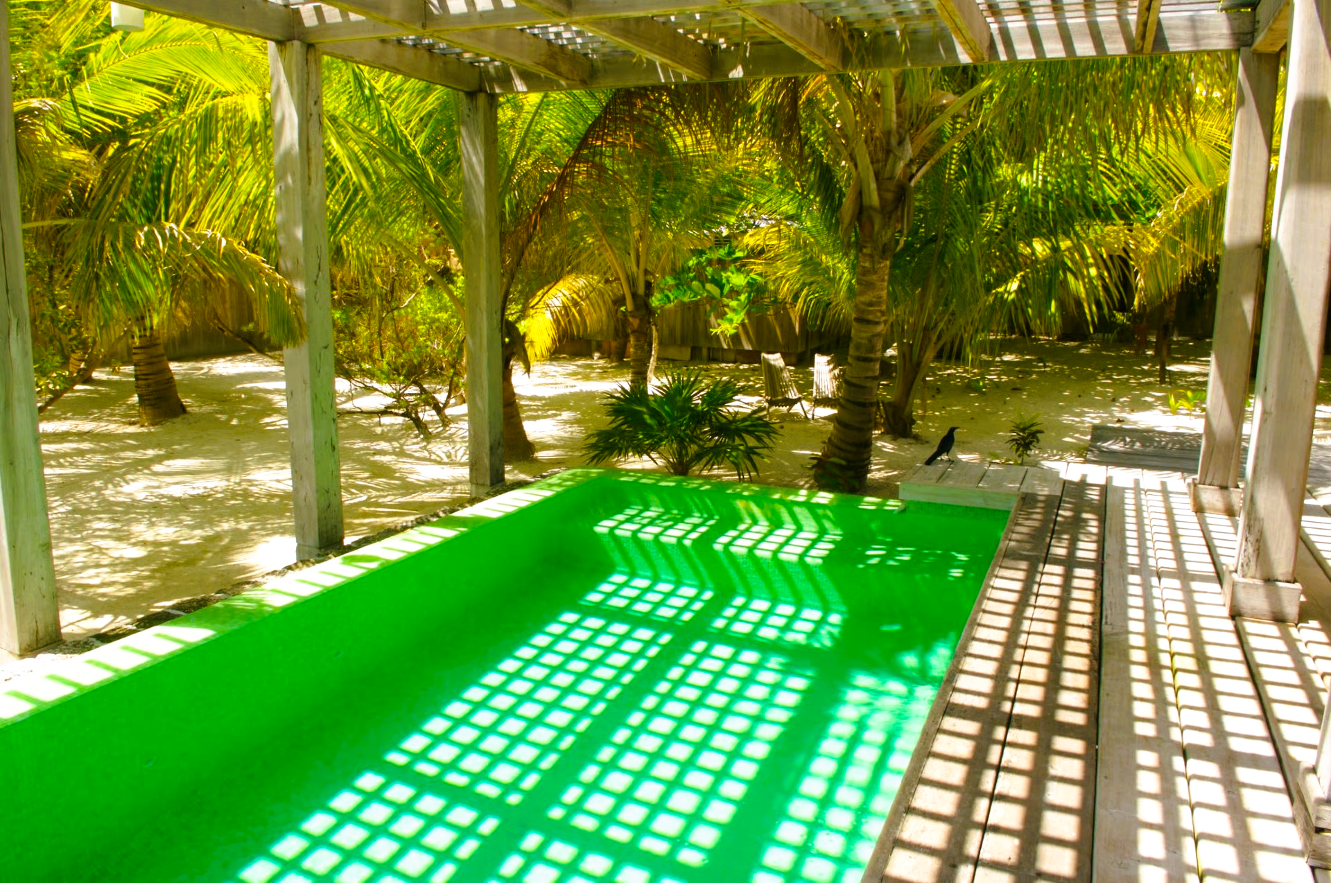 Green-colored pool under a wooden trellis, surrounded by palm trees and sandy ground.