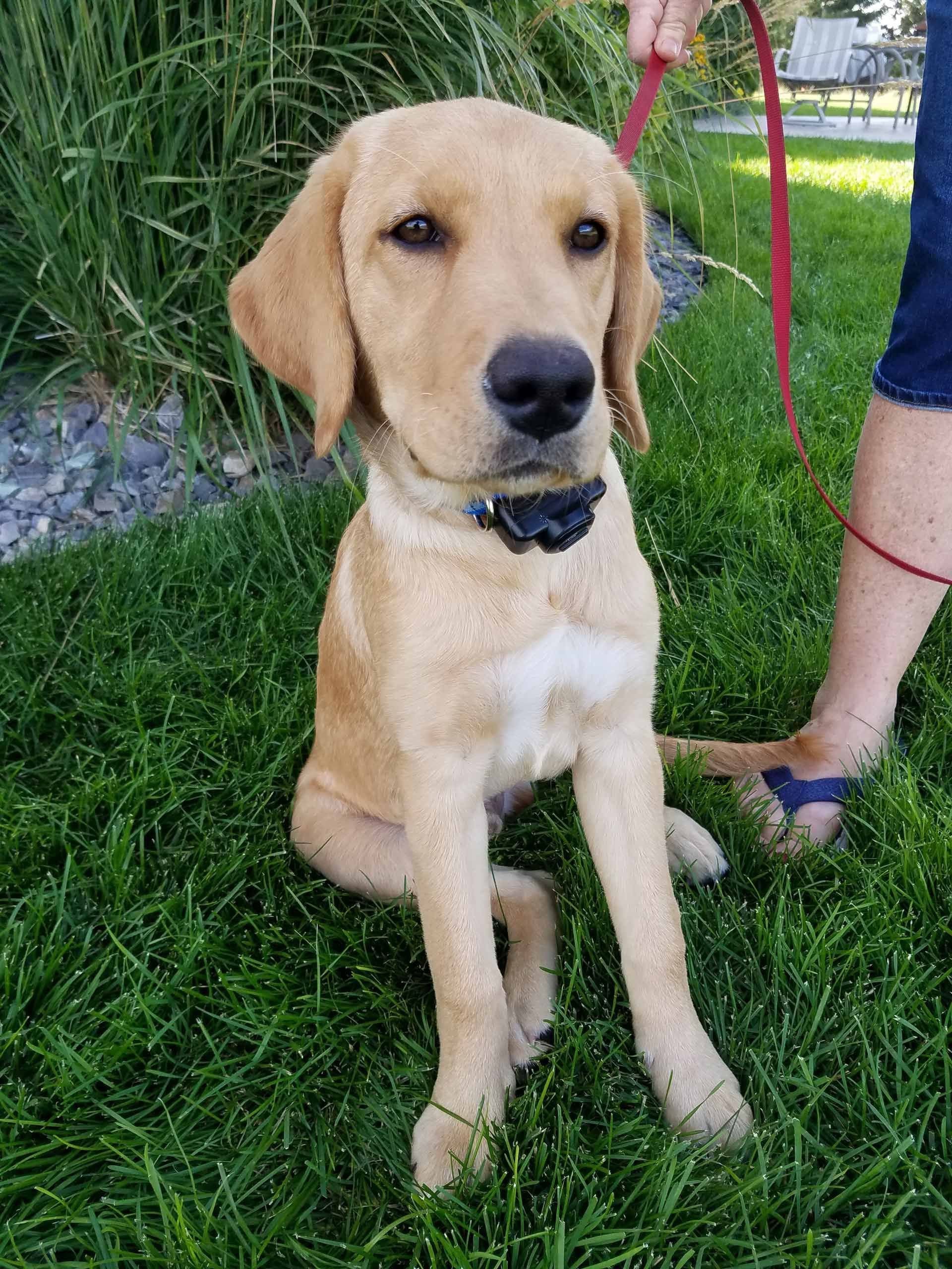 A puppy is sitting in the grass next to a person on a leash