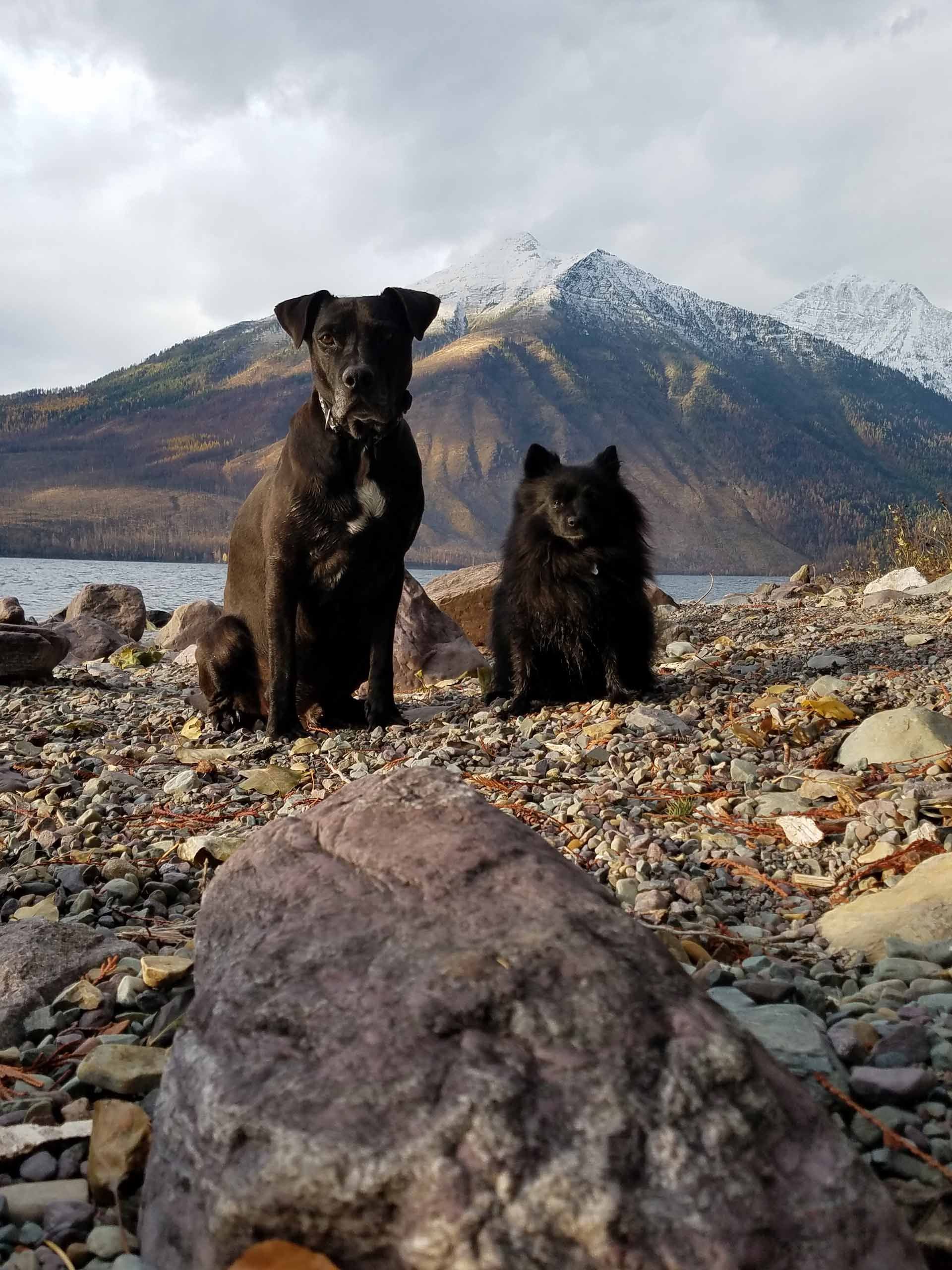 Two black dogs are sitting with mountains in the background