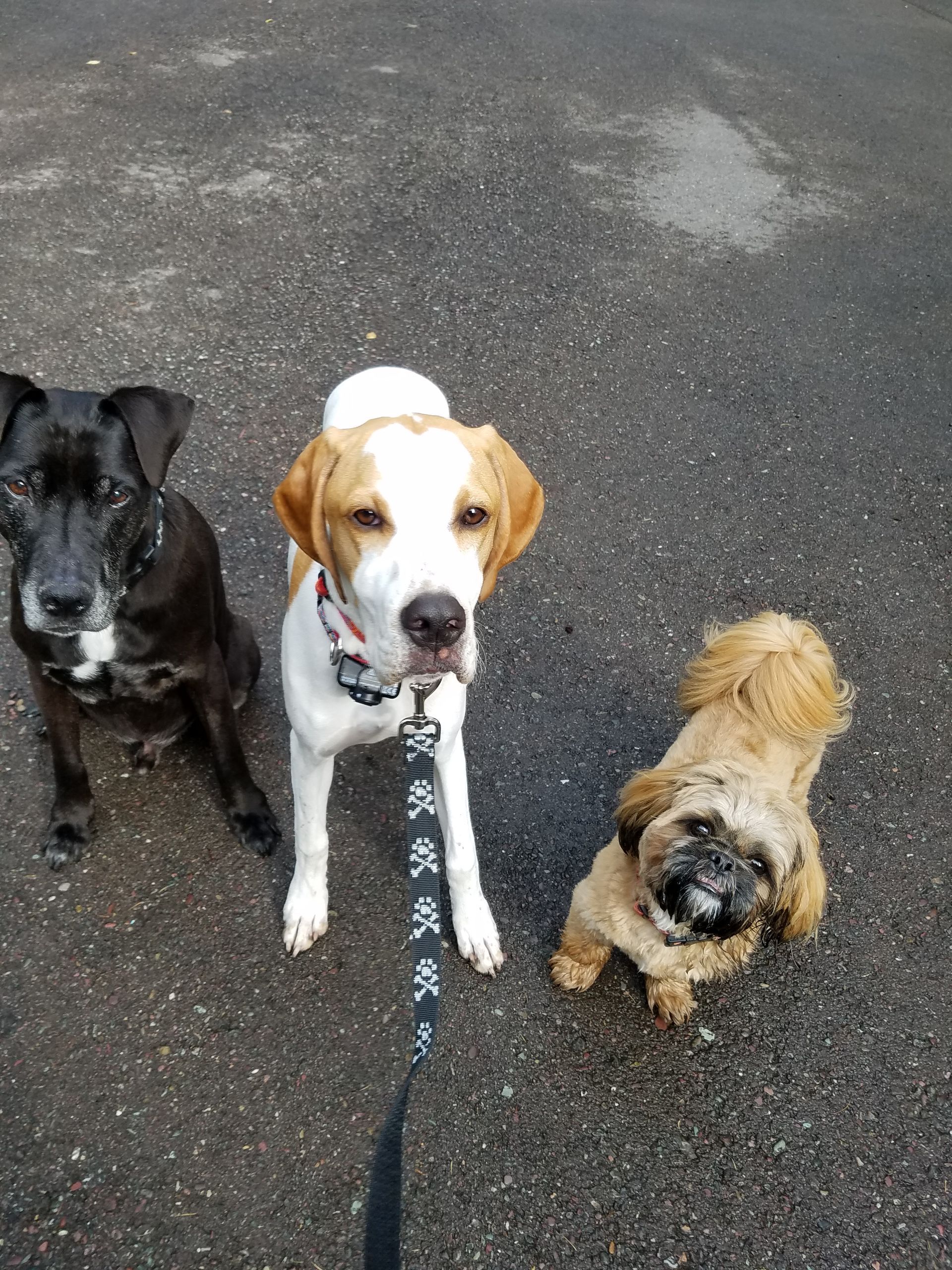 Three dogs are standing next to each other on a leash