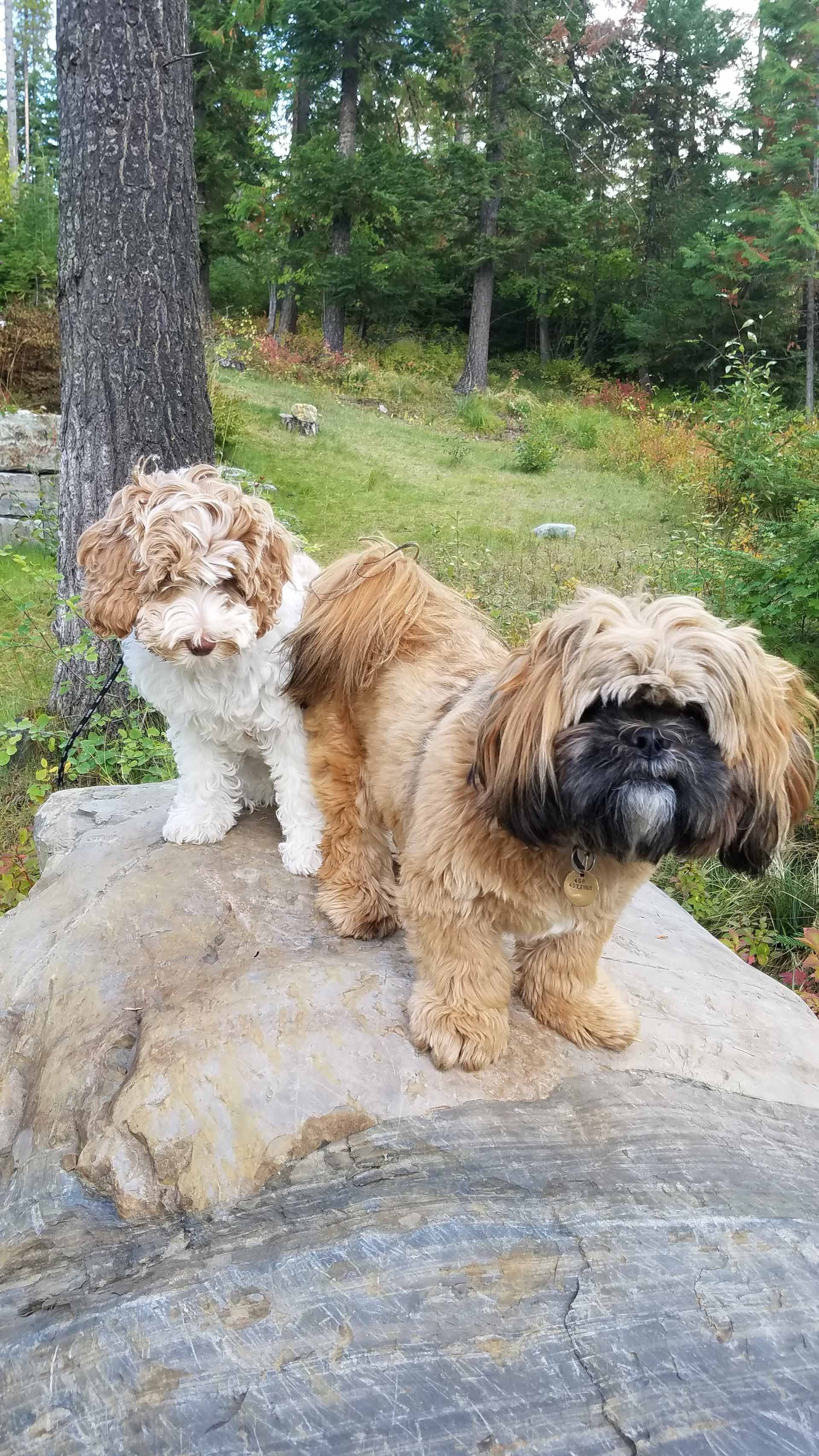 Two small dogs are standing next to each other on a rock