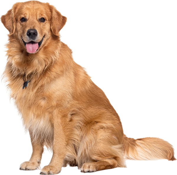 Golden Retriever Golden Retriever