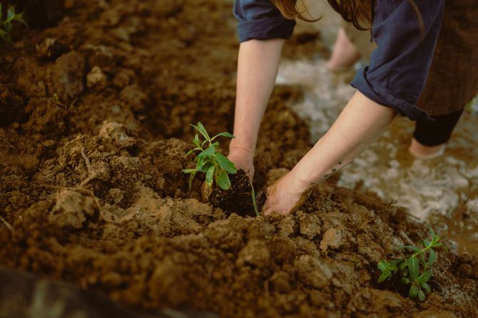 hands planting in garden
