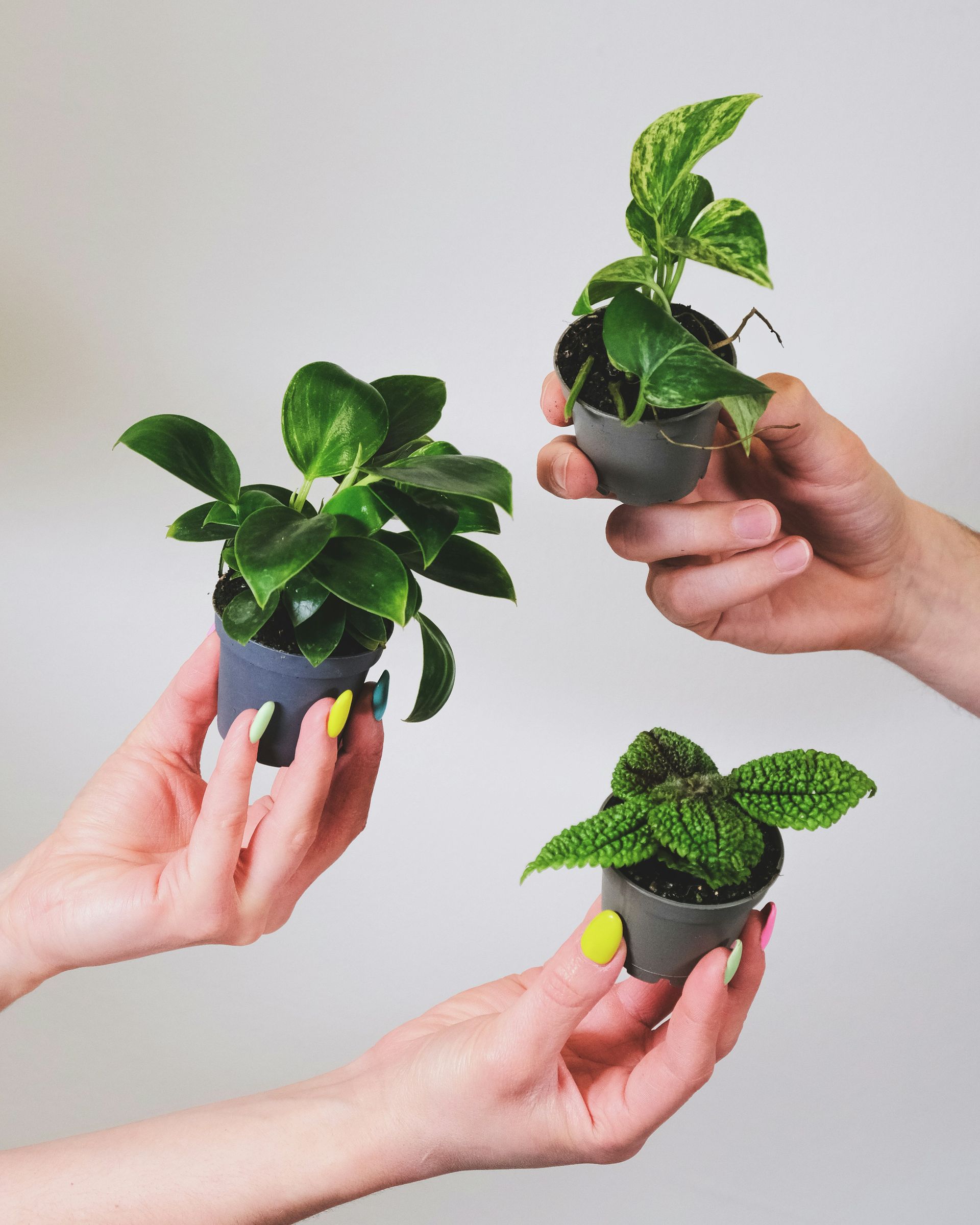 plants and hands and colorful nails